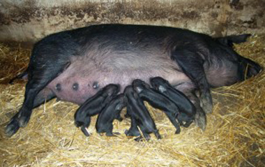 Black Slavonian - pig breeds | goris jishebi | ღორის ჯიშები